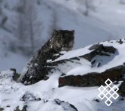 Экологический туризм в Западной Туве поддержит WWF